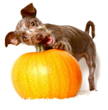 Pup Chewing on Pumpkin