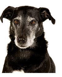 black lab named Roscoe