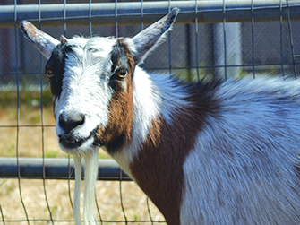 Goat_1