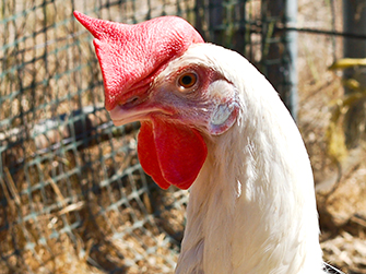 Hen.white.close.up