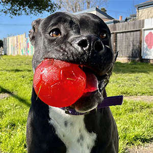 Santa Cruz County Animal Shelter – Helping Santa Cruz County animals in need Santa Cruz County Animal Shelter – Helping Santa Cruz County animals in need