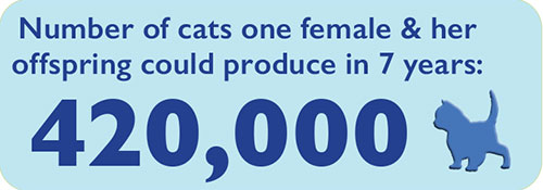 CatGraphic2