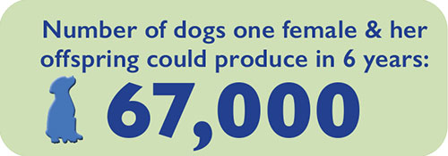 DogGraphic2